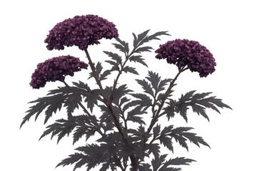 Fototapeta premium Purple flower plant with multiple dark inflorescences, transparent background, natural garden botany element