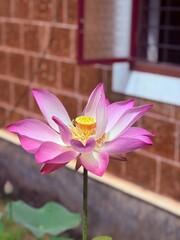 Beautiful Original Indian Lotus flower bokeh background