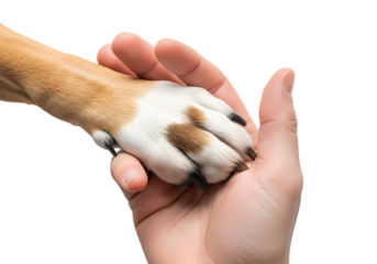 Holding a furry friend's paw in gentle compassion