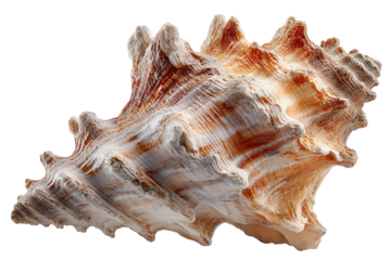 Seashell's Exquisite Texture: A close-up showcases the intricate textures and unique patterns of a captivating seashell, bringing the beauty of the ocean to life.