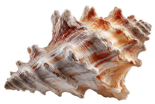 Seashell's Exquisite Texture: A close-up showcases the intricate textures and unique patterns of a captivating seashell, bringing the beauty of the ocean to life.
