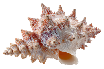 Exquisite Seashell: A detailed view of a uniquely textured seashell, showcasing its intricate patterns and forms, inviting admiration for nature's artistry.