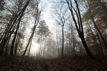 Obraz premium Rayons de Soleil Filtrant à Travers les Arbres. Ambiance de Fin de Journée en Forêt.