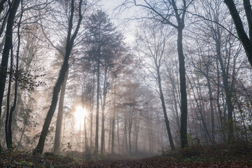 Sunbeams Piercing Misty Forest Path in Autumn