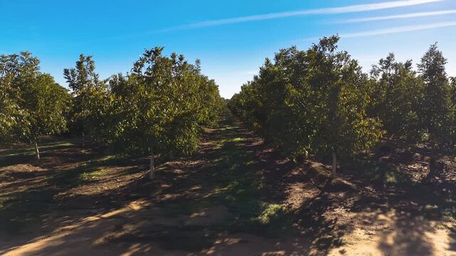 Plantaci&oacute;n de nogales de nueces de California