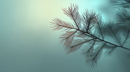 Naklejka premium A serene close-up of a pine branch against a soft, muted background, highlighting the delicate nature of the foliage, Christmas background with doodles