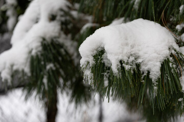 gałęzie sosny przykryte świeżym śniegiem © workszop