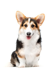 Frontal Portrait of a Happy Pembroke Welsh Corgi Dog Sitting with Tongue Out, Isolated on White