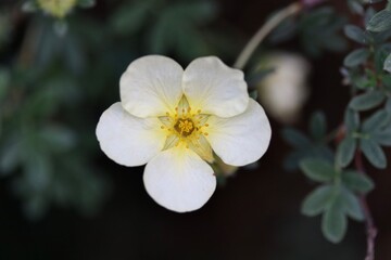 Close-up of a white potentilla flower with a yellow center, in bloom against a soft natural background.