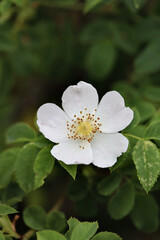 White wild rose flower in full bloom with green foliage background.