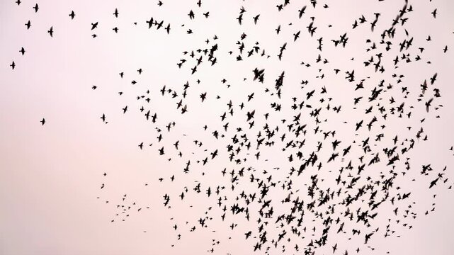 A murmuration of starlings, super slow motion 250fps against the evening sky
