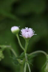 Emerging lavender wildflower in early bloom