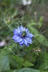 Close-up of a blue Nigella damascena flower, also known as Love-in-a-Mist, with feathery foliage.