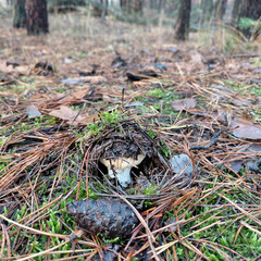 Close-up of a wild mushroom hidden under wet pine needles on the forest floor, natural earthy textures and soft outdoor light.