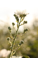 Backlit bramble blossom emerging into golden evening light