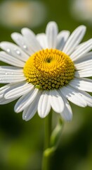 Obraz premium Stunning close up of a white daisy flower with morning dew drops on its petals.