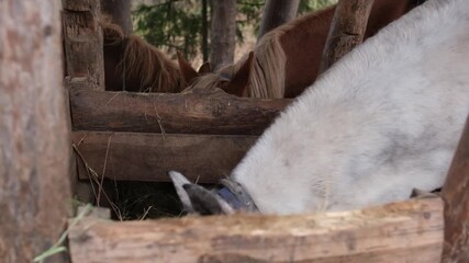 Horses enjoy fresh hay in a cozy barn. Their gentle movements create a calm atmosphere filled with rustic charm.