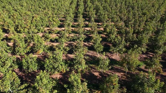 Paseo a&eacute;reo sobre plantaci&oacute;n de nogales de nueces de California