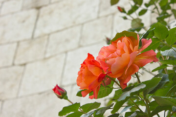 Two orange roses close-up.  A rose on a bush in the garden