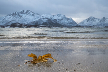 Weiter Norden