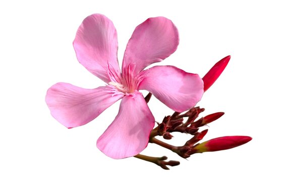 Oleander: a species in the genus Nerium, its botanical name is Nerium oleander (isolated version).