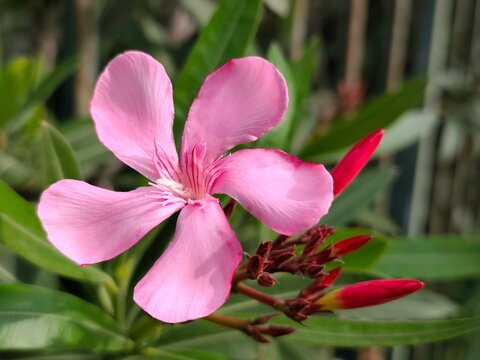 Oleander: a species in the genus Nerium, its botanical name is Nerium oleander.