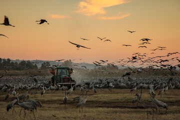 Obraz premium Wintering populations of Cranes in Israel
