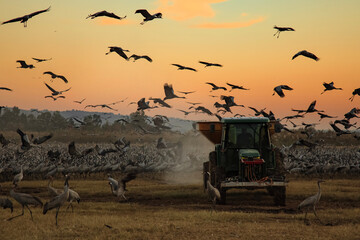 Obraz premium Wintering populations of Cranes in Israel