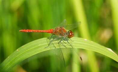 Various insect dragonflies and damselflies in summer in central bohemia in czech republic