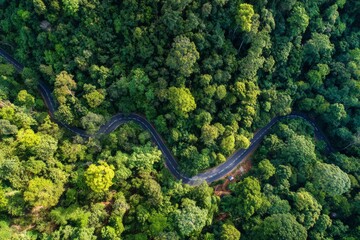 Forest Serenity with Winding Road – High Resolution Aerial Scene