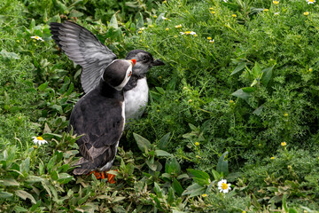 Atlantic puffin, Fratercula arctica, with puffling emerging from burrow