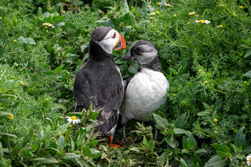 Atlantic puffin, Fratercula arctica, with puffling emerging from burrow
