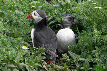 Atlantic puffin, Fratercula arctica, with puffling emerging from burrow