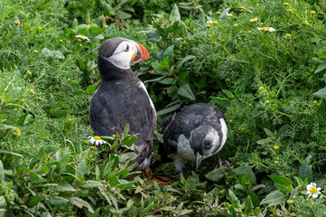 Atlantic puffin, Fratercula arctica, with puffling emerging from burrow