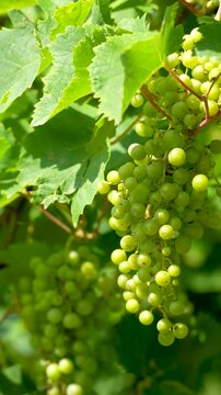 Vertical shoot of grapes for white wine on a grapevine in an Italian vineyard in summer