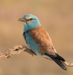 European Roller perched on Branch