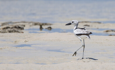 Crab Plover on Beach