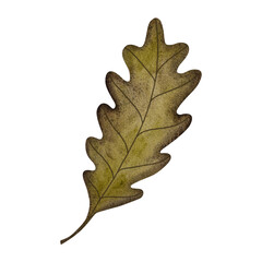 Watercolor oak leaf. Single green oak leaf isolated on white background.