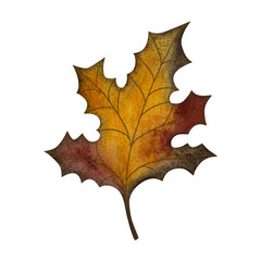 Watercolor maple leaf. Yellow, red, green autumn maple leaf isolated on white.