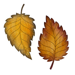 Watercolor yellow autumn leaf. Smooth yellow autumn leaf isolated on white background.