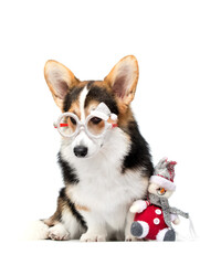 Stylish Corgi Dog in Christmas Glitter Glasses Posing Seriously with Snowman Toy on White.