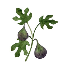 Watercolor fig branch. Green fig branch with ripening fruits and leaves isolated on white.