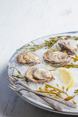 A large plate of raw oysters on ice with kelp and lemon on a white table. 