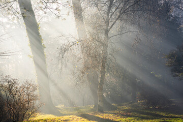 misty morning in the forest