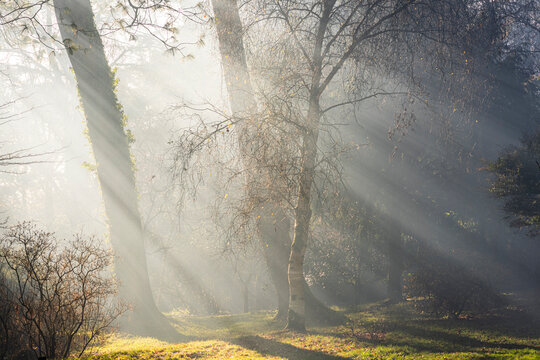 misty morning in the forest