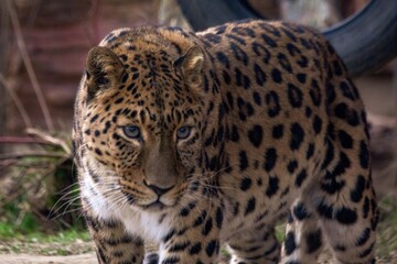 A Far Eastern leopard, a rare species of wild cat, in a zoo. Conservation of endangered species.