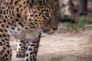 A Far Eastern leopard, a rare species of wild cat, in a zoo. Conservation of endangered species.
