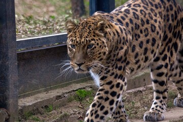 A Far Eastern leopard, a rare species of wild cat, in a zoo. Conservation of endangered species.