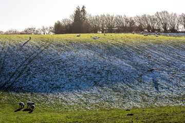 landscape with sheep, snow on the hill