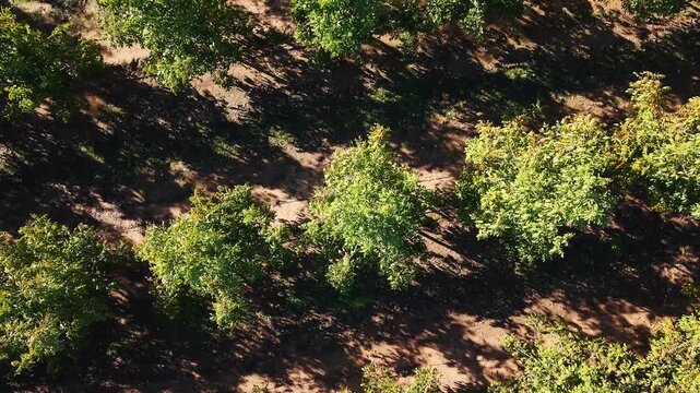 Toma cenital en ascenso sobre cultivo de Nogales